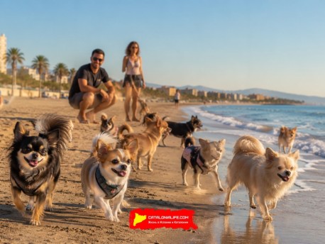 Встреча чихуахуа в Валенсии 23 августа 2026 года: Quedada de Chihuahuas на пляже Альборайи