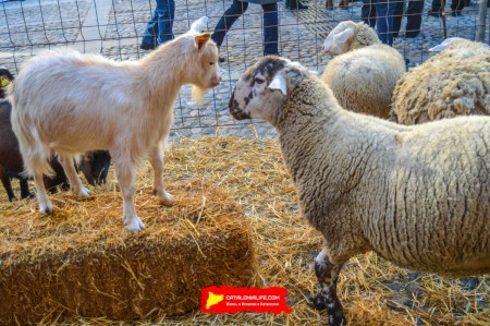 Ярмарка Святого Антония в Англесе — традиция поколений - 17, 18, 19 и 26 января 2025