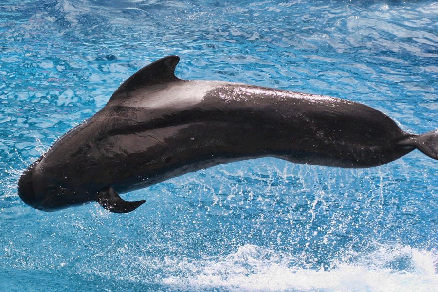 В водах побережья Коста-Брава можно увидеть дельфинов!