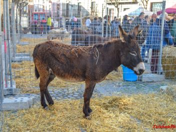 Фестиваль Сан Антонио в Англесе, 2019: Сан Антонио и благословение животных